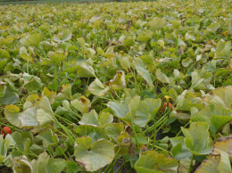 Le stade optimum de récolte du potimarron est conditionné par sa couleur, la sénescence du feuillage et un nombre de degrés-jours
